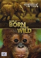 dvd: IMAX Born To Be Wild (2011) : ȨԵ [Master]-[ҡ] 1 蹨..